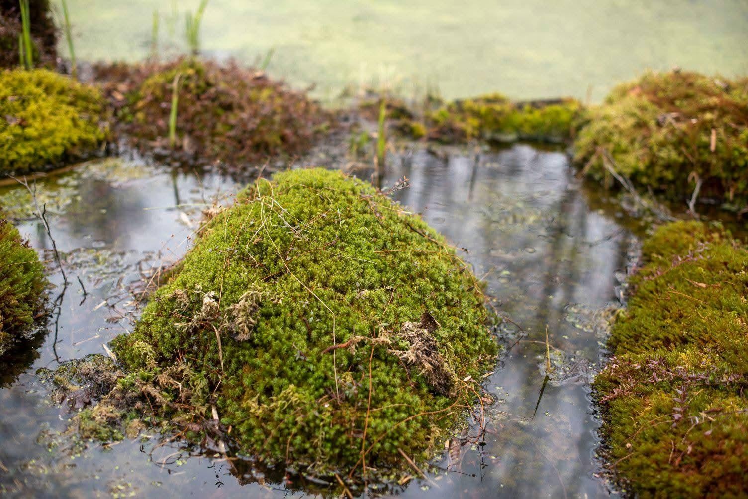 2-Сфагнум (торфяной мох) на болоте.jpg