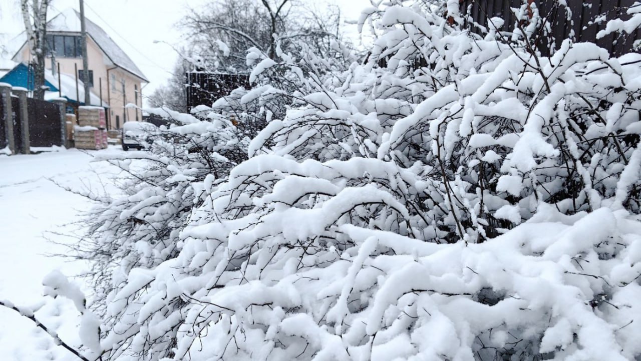 ветки в снегу