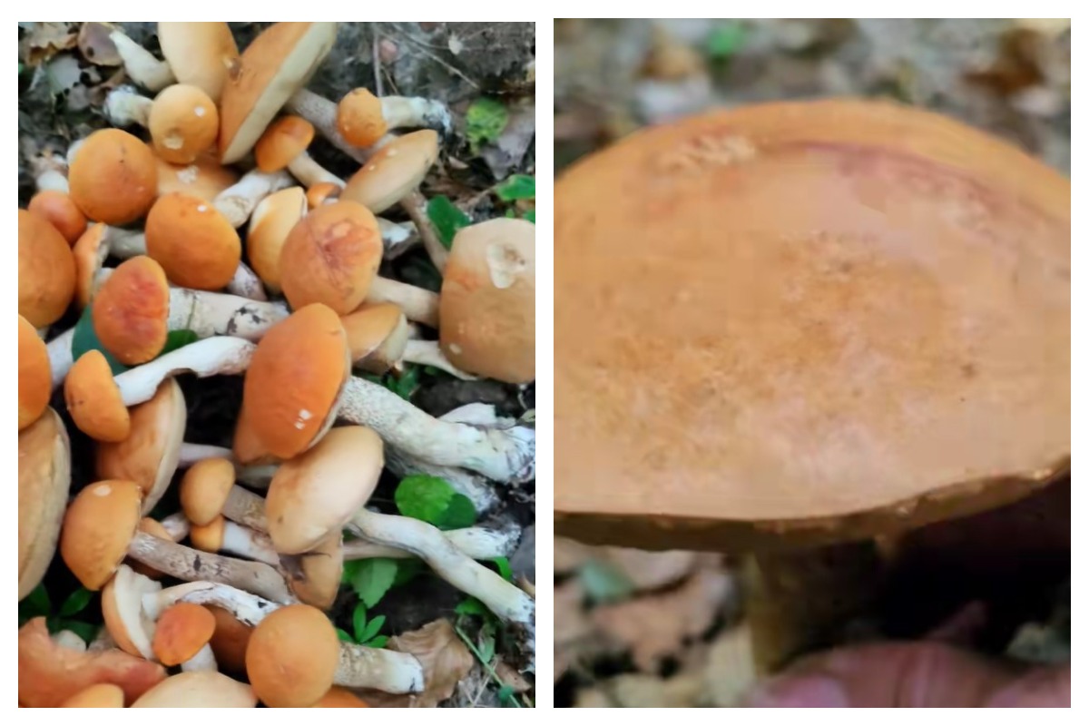 подосиновики