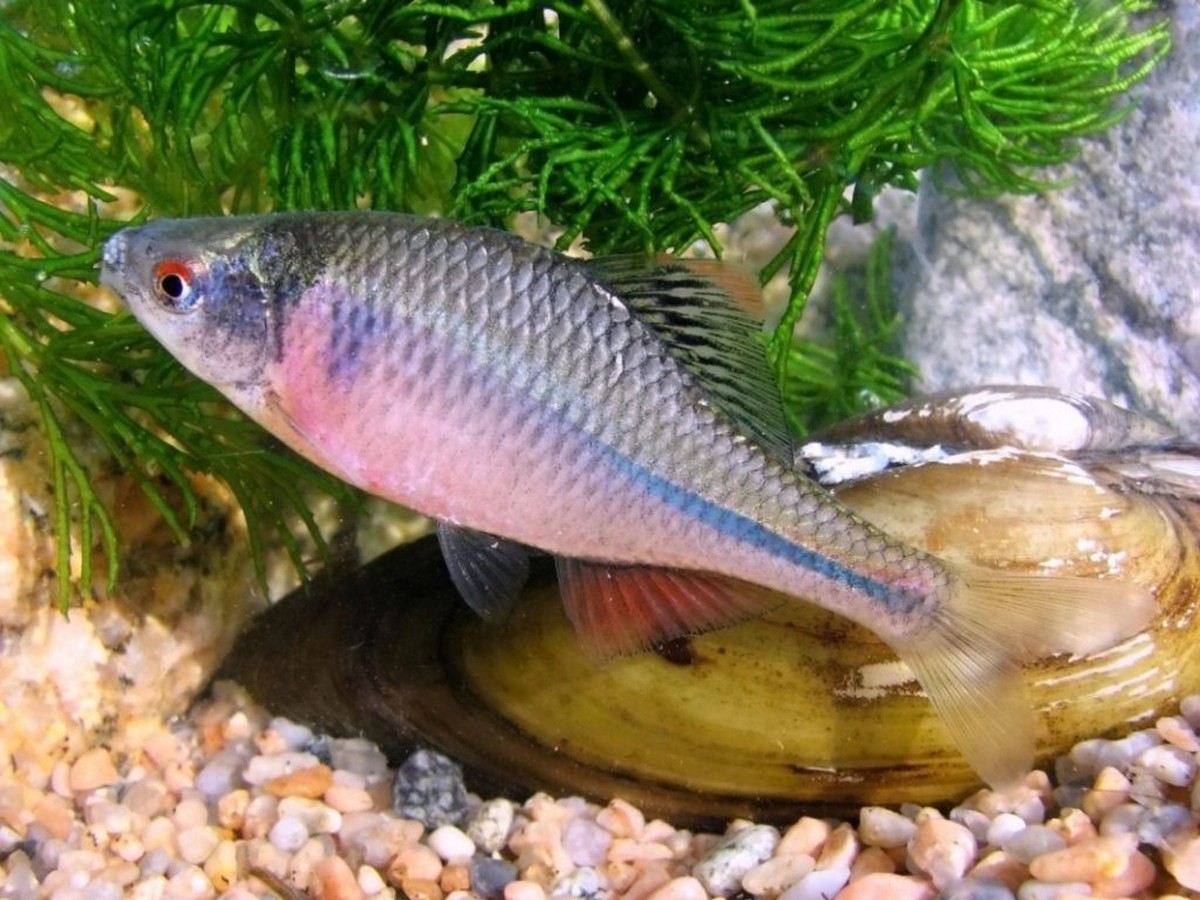 12-Самец горчака.jpg