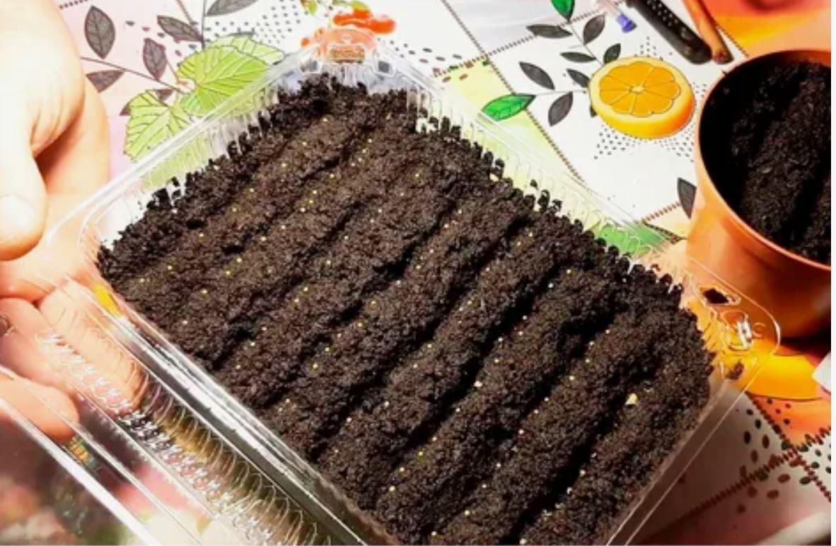 посадки 3.jpg