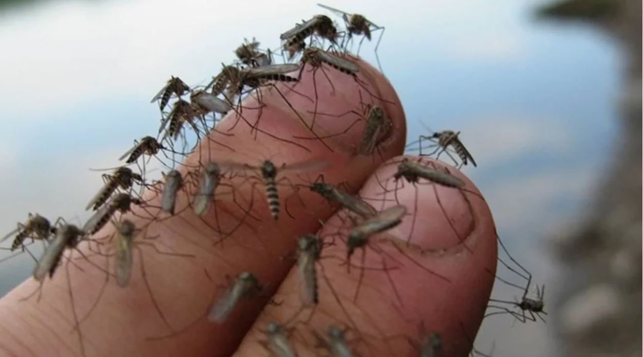 Комары на даче