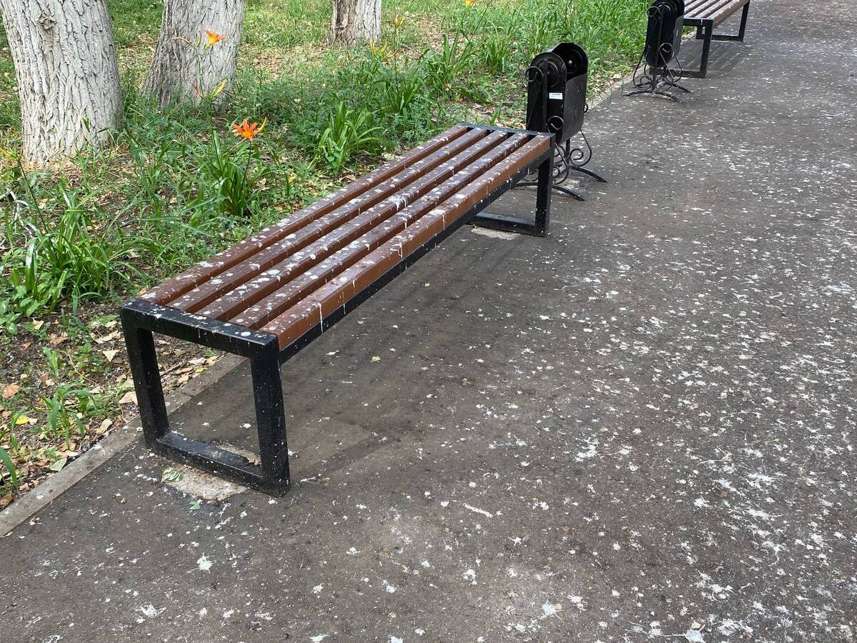 птицы опорожнились на лавочки