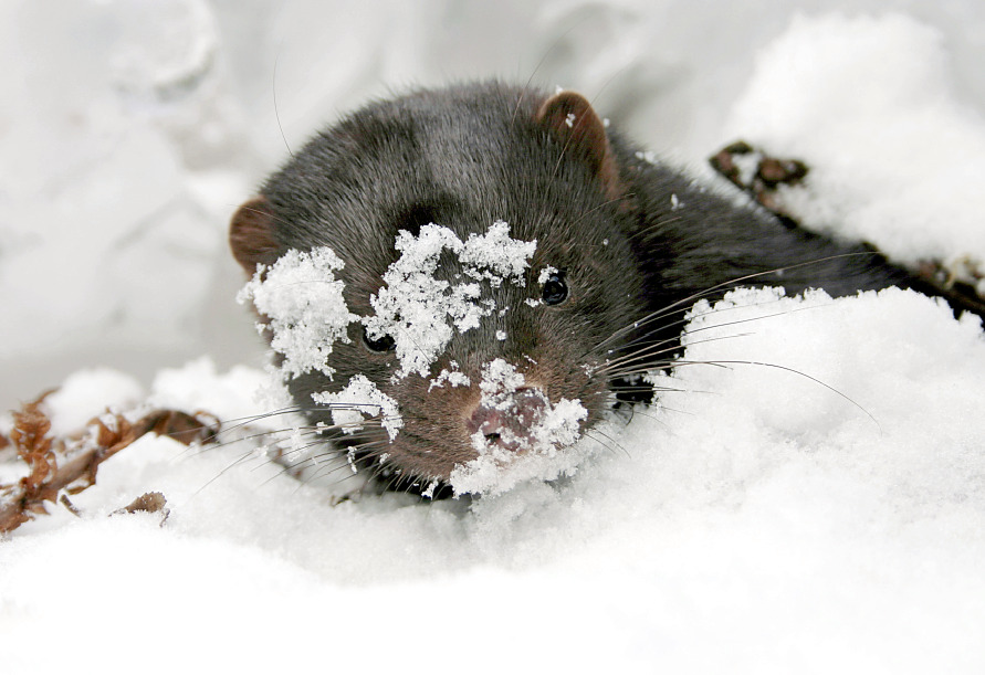 Американская норка 