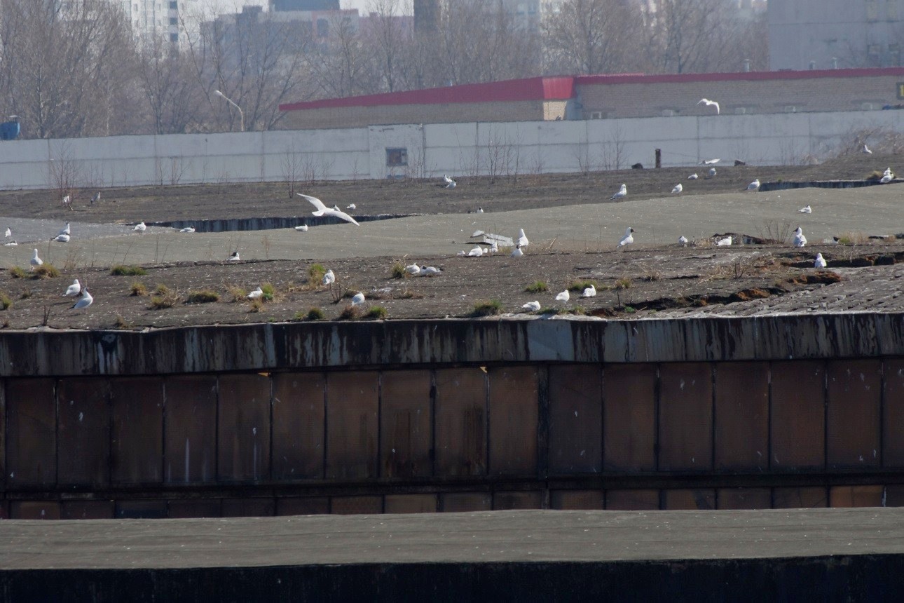 5-Чайки на крыше завода в Минске.jpg