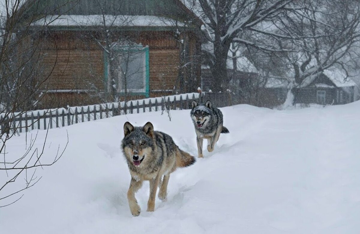 волки зимой