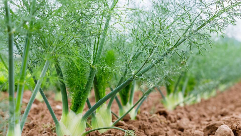 фенхель на градке.jpg