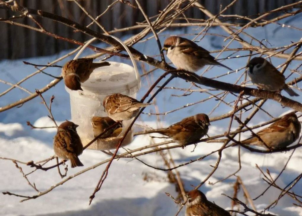 Зимующие птицы