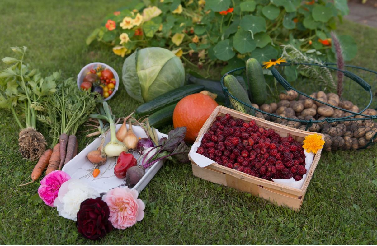 малина овощи