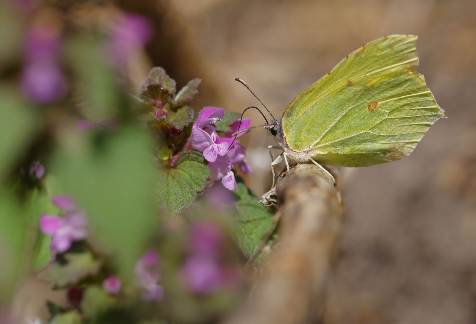 10-Бабочка крушинница.jpg