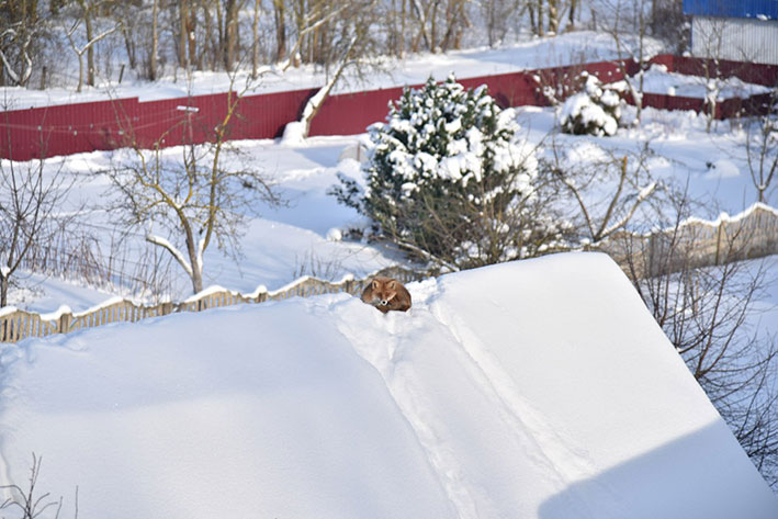 лиса устроилась на крыше в Глубоком