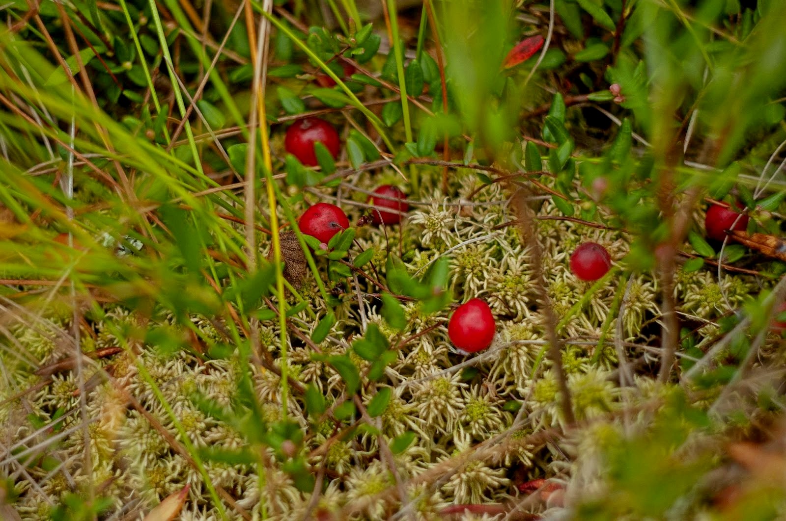 8-Клюква на болоте Ельня.jpg