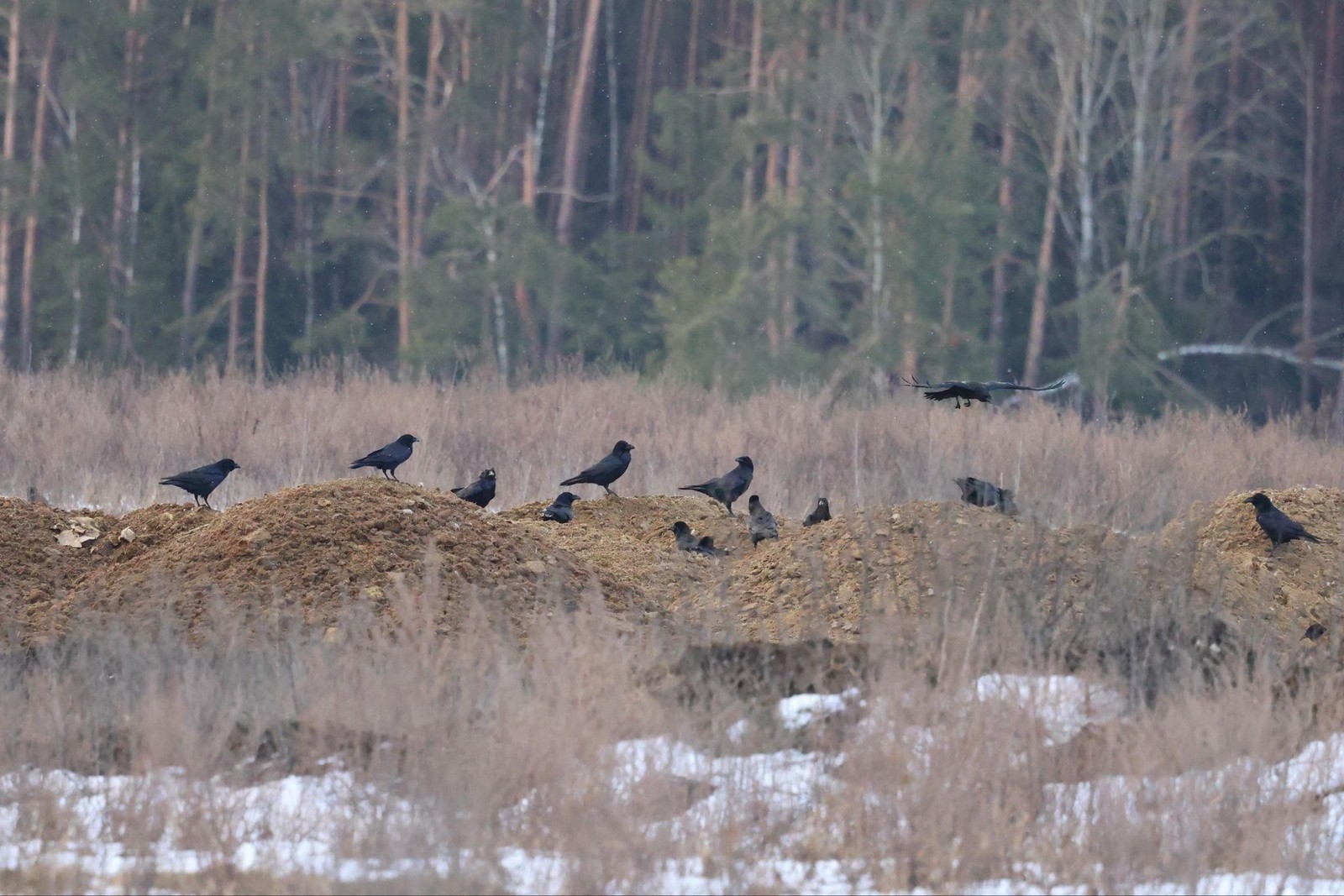 5-Вороны в поле.jpg