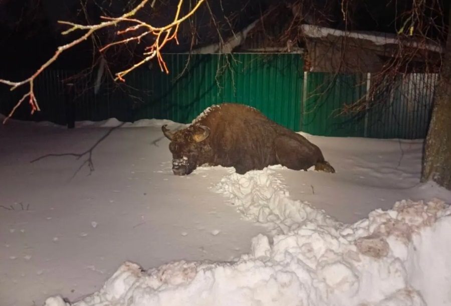 зубр зубр.jpg