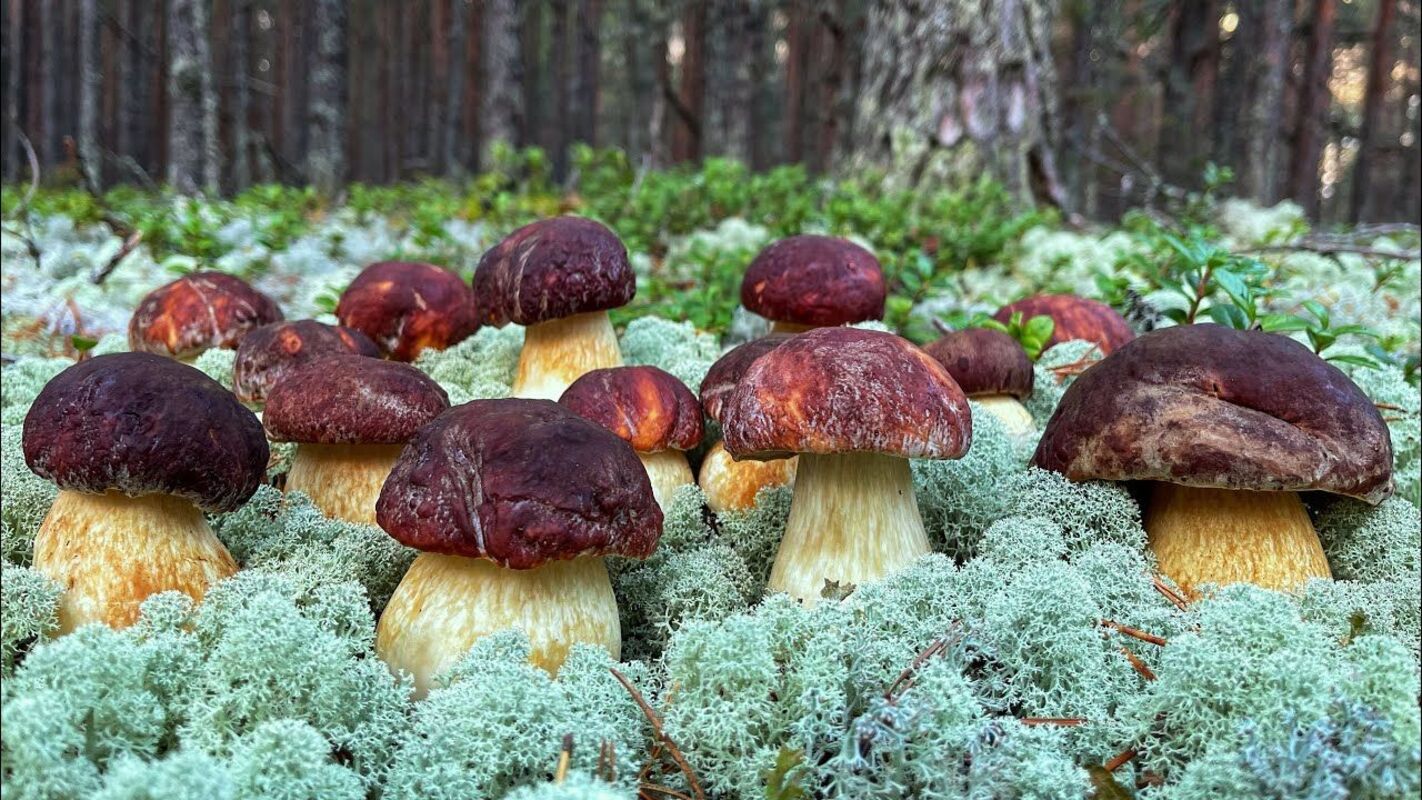 боровики