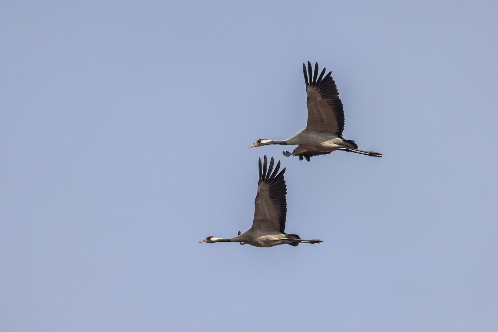 Возвращение птиц весной 5.jpg