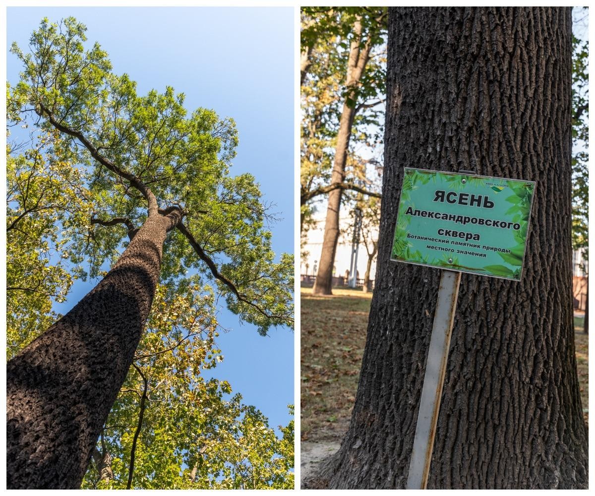 2-Ясень Аполлон.jpg