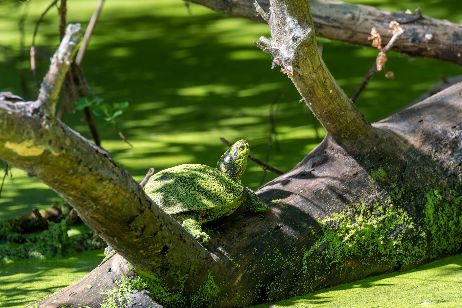 8-Болотная черепаха.jpg