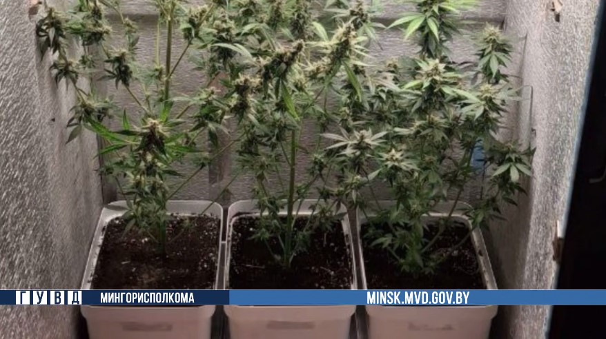 конопля конопля