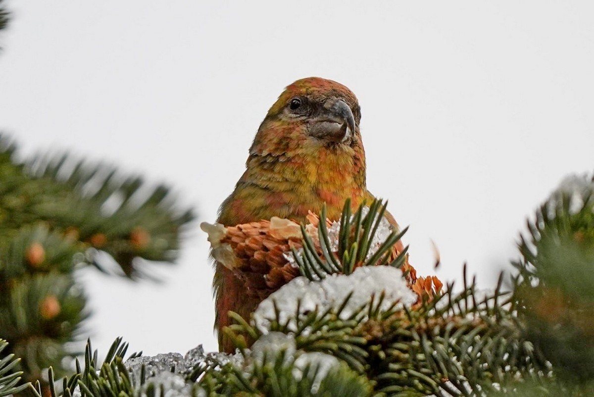 2-Клест-еловик самец.jpg