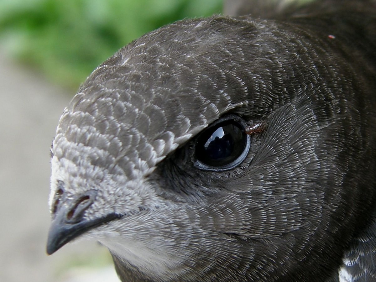 5-Стриж крупным планом.jpg