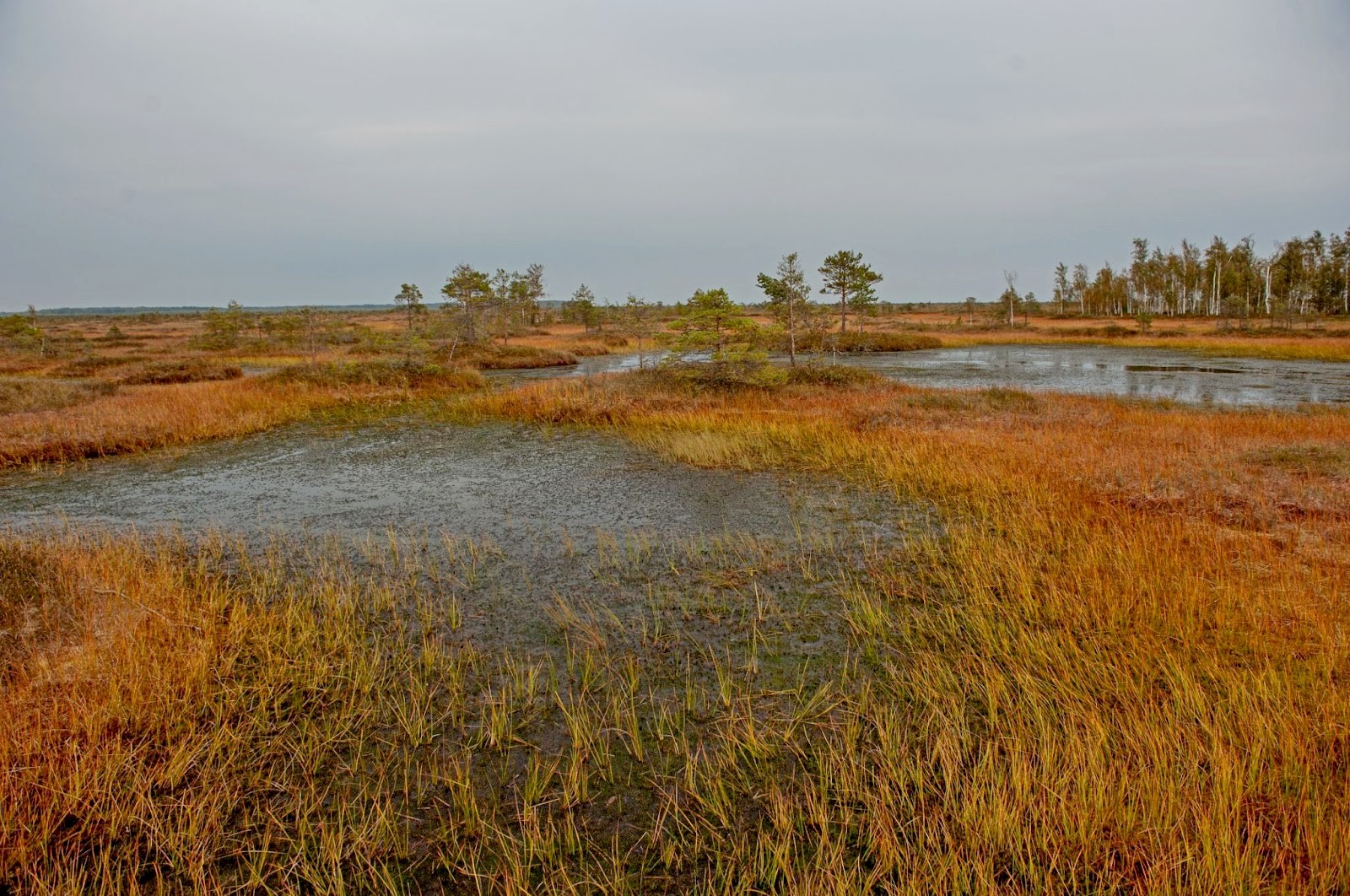 7-Болото Ельня.jpg