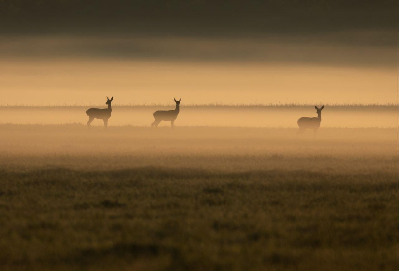 4-Самки оленей.jpg