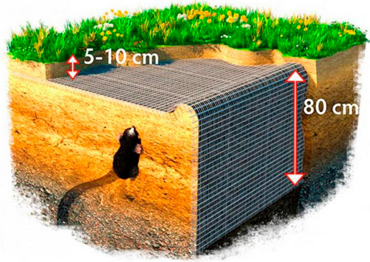 Как избавиться от кротов на участке? Выбираем наиболее эффективные способы  | СмартПресс