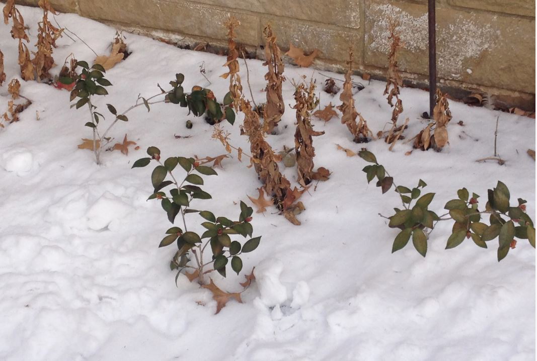 под снегом.jpg