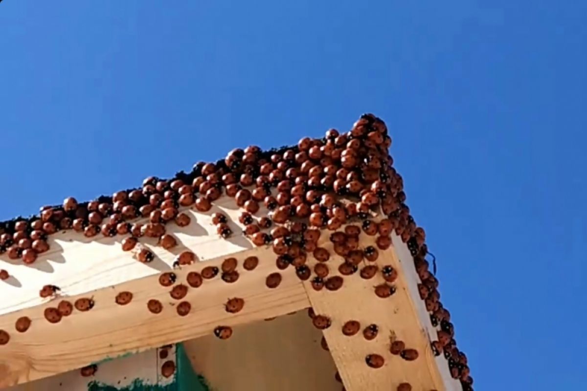 Нашествие божьих коровок 