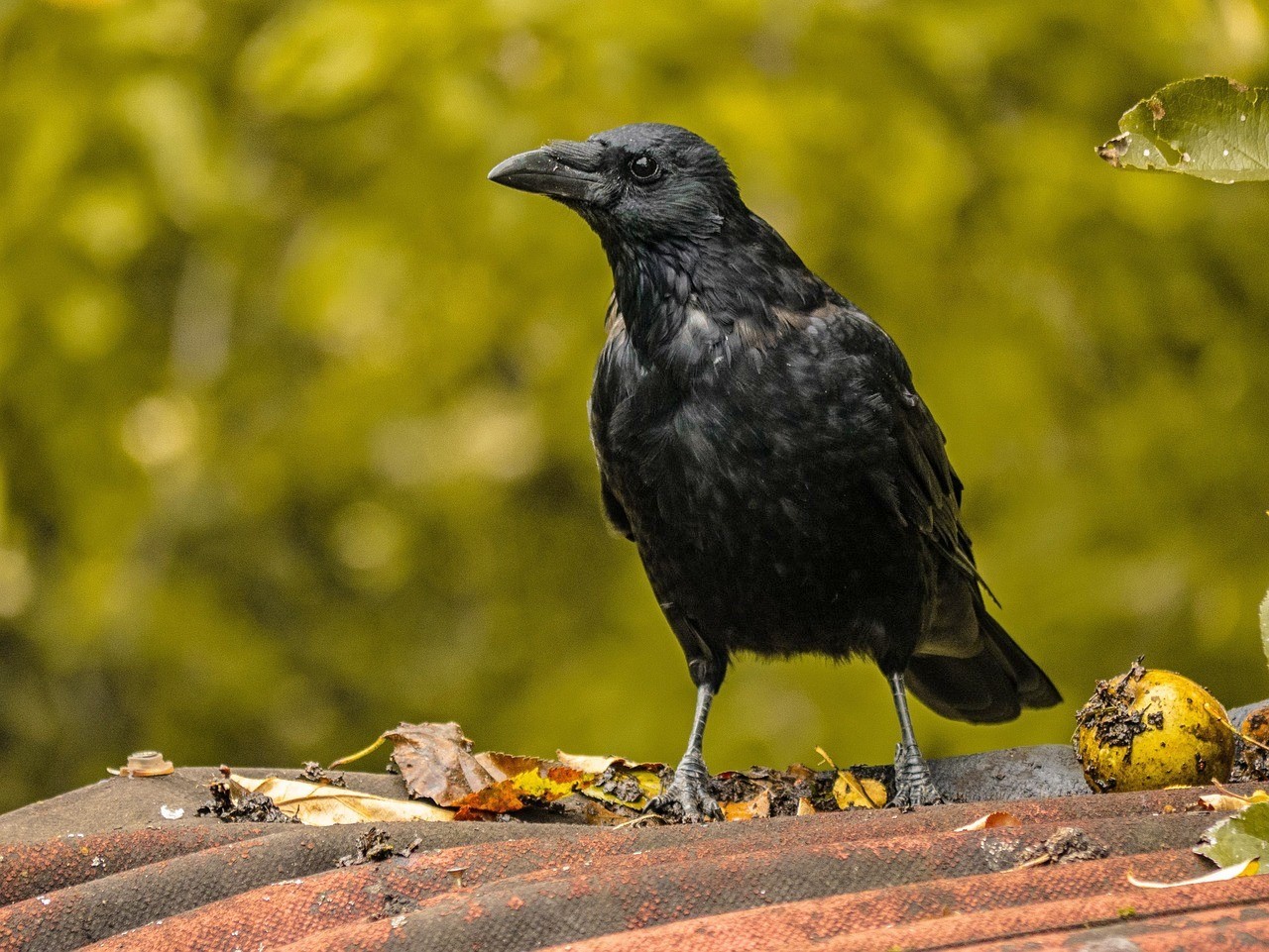 3-По уровню интеллекта воронов сравнивают с детьми.jpg