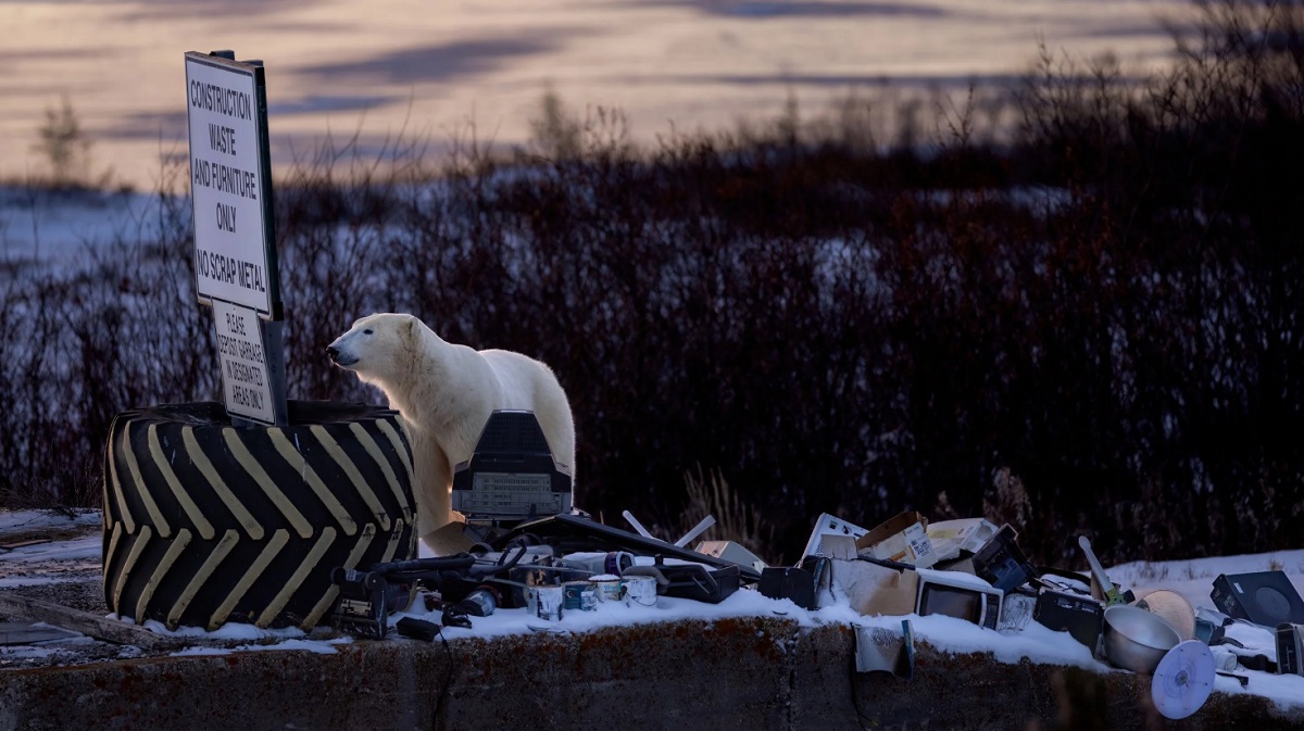 Роберт Глёкнер, Городская дикая природа