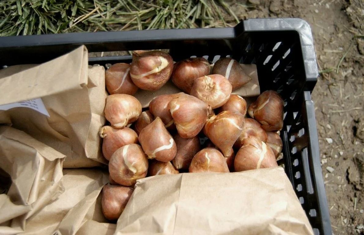Луковицы цветов