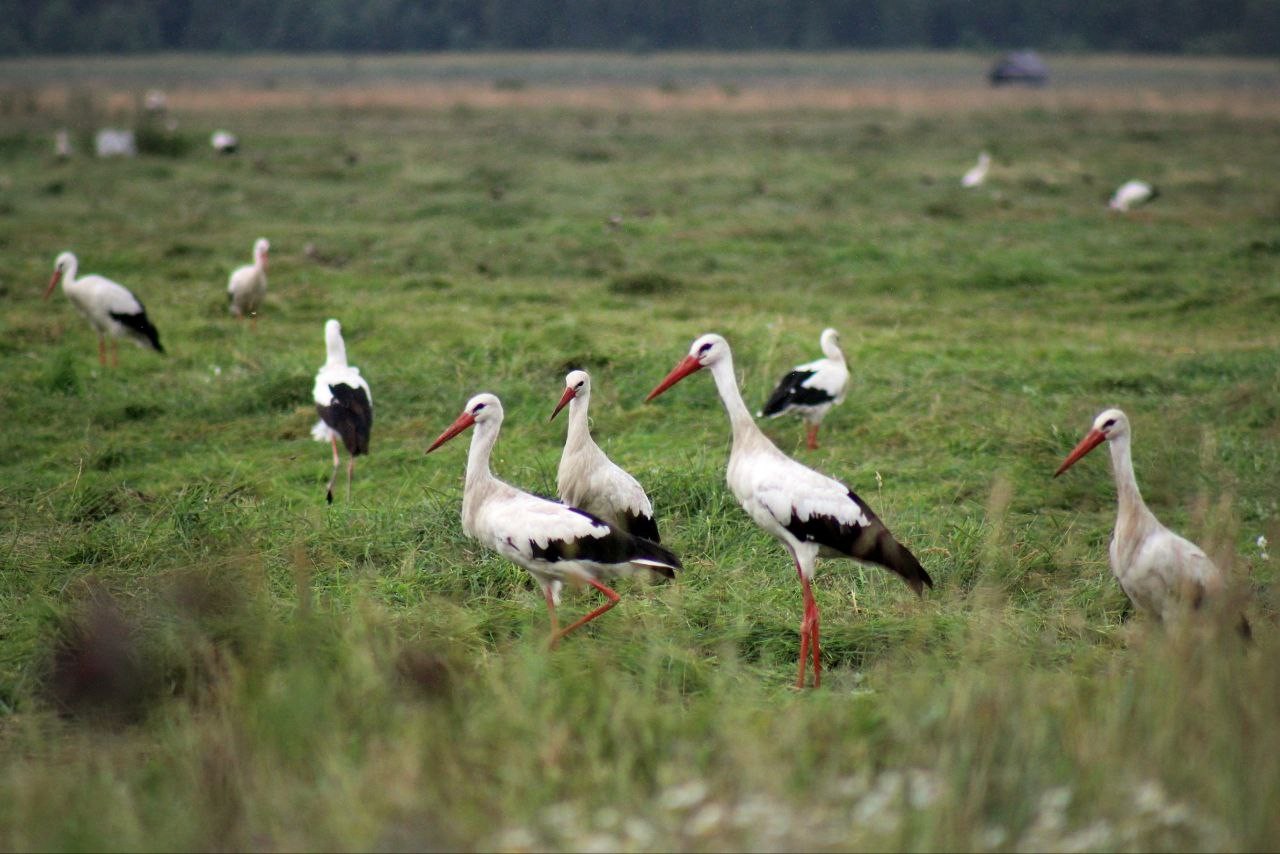 10-Белые аисты на поле.jpg