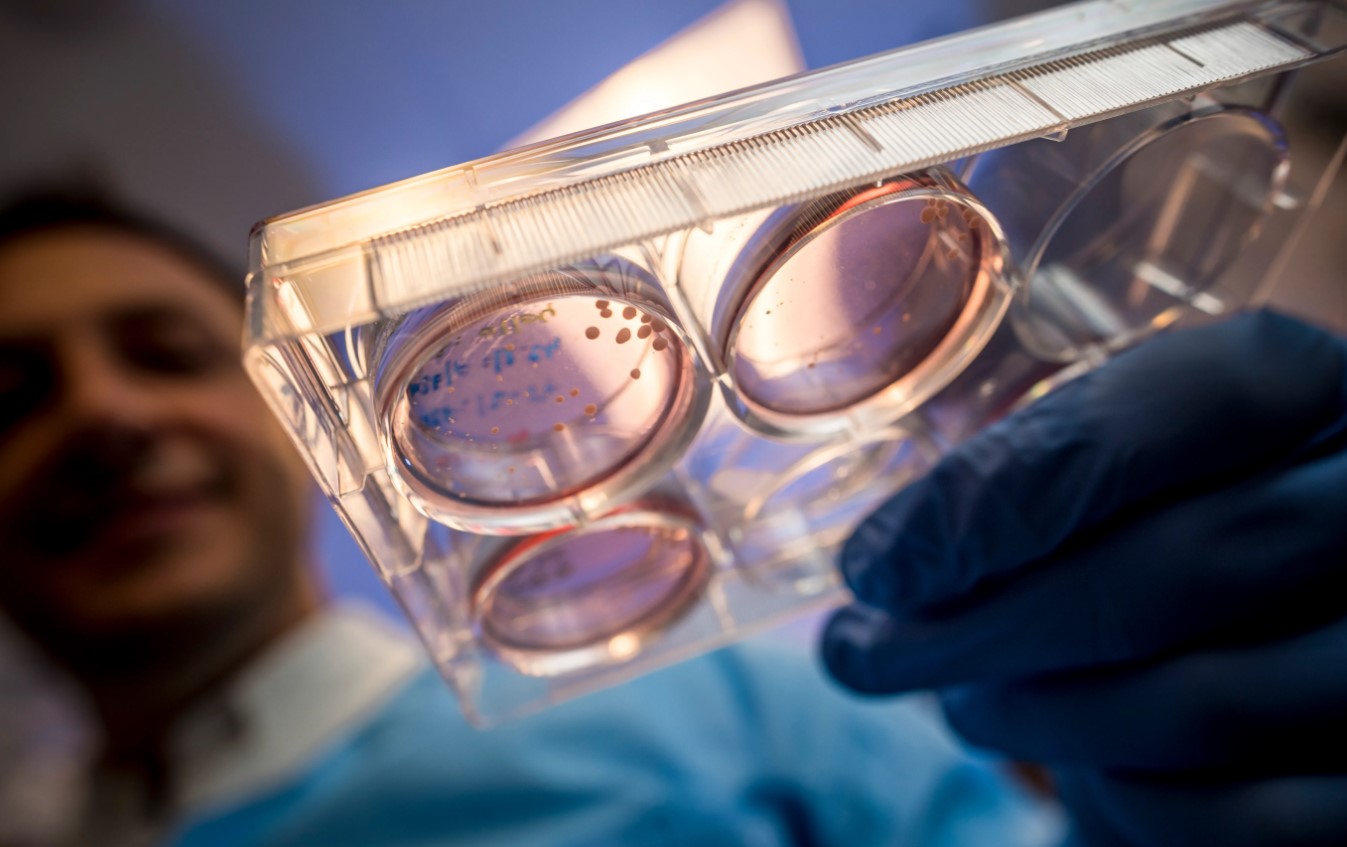 ученые и эмбрионы