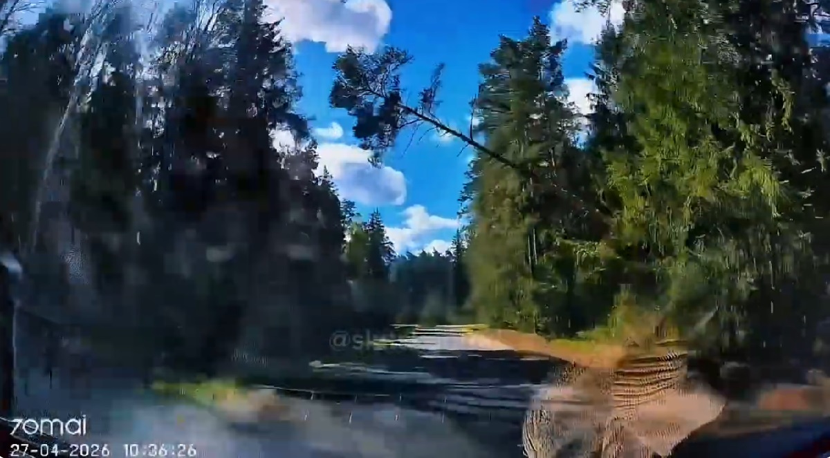 сосна падает на дорогу.jpg