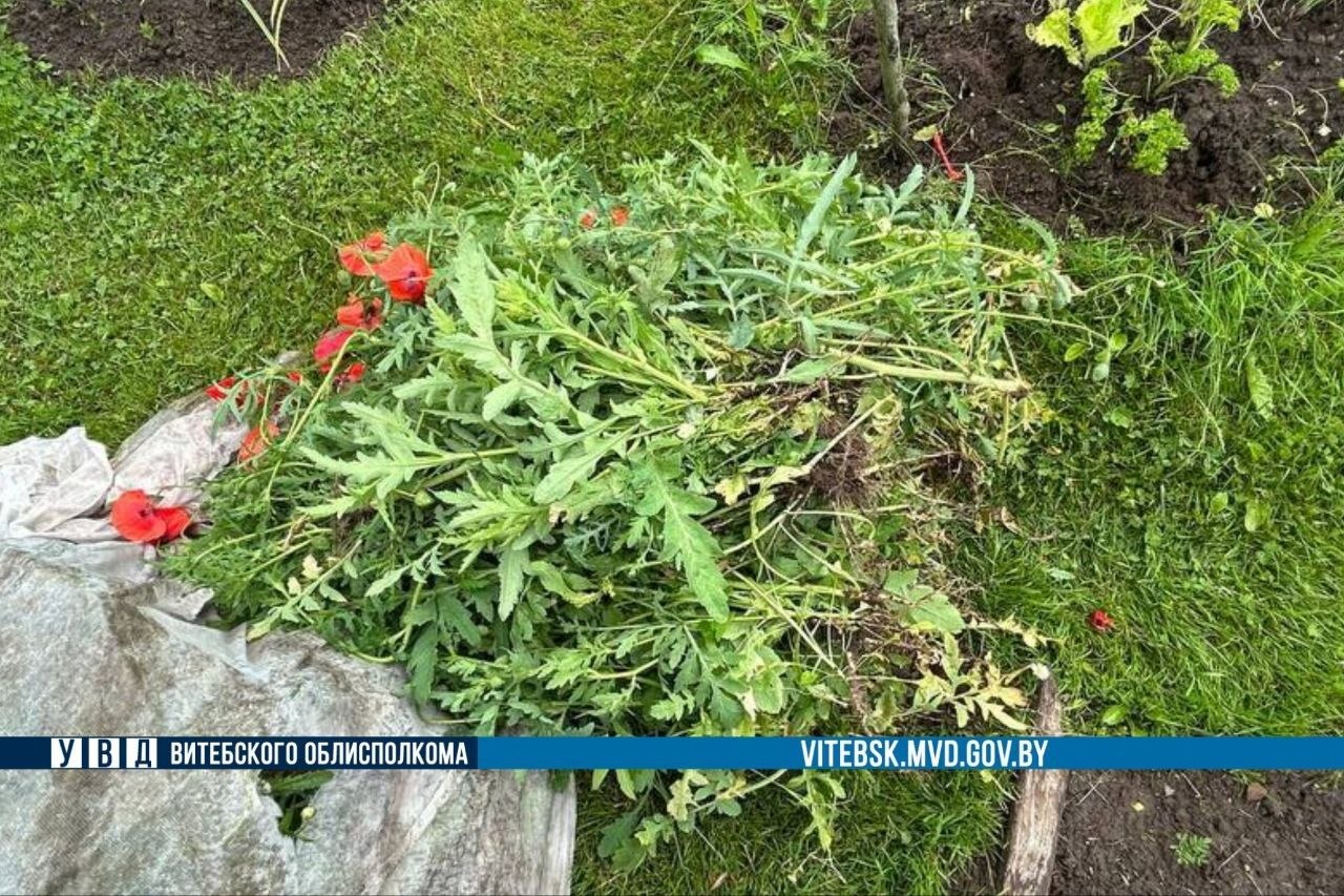 мак с приусадебного участка