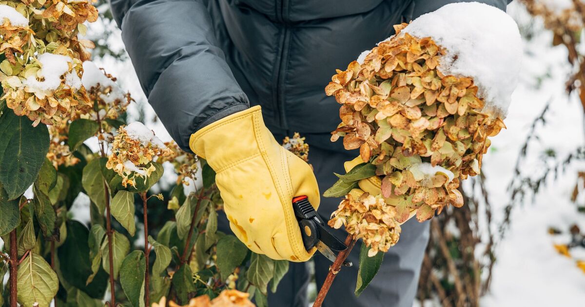 обрезка гортензий обрезка гортензий