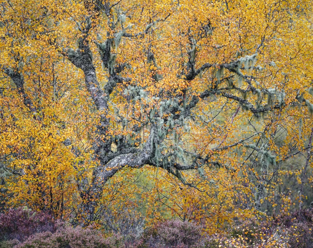 Дункан Вуд, Растения и грибы