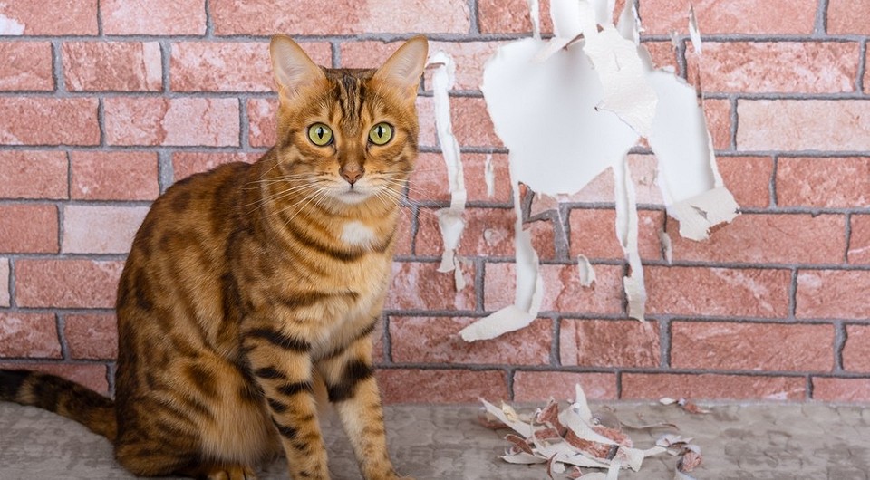 Дом с питомцами 11.jpeg