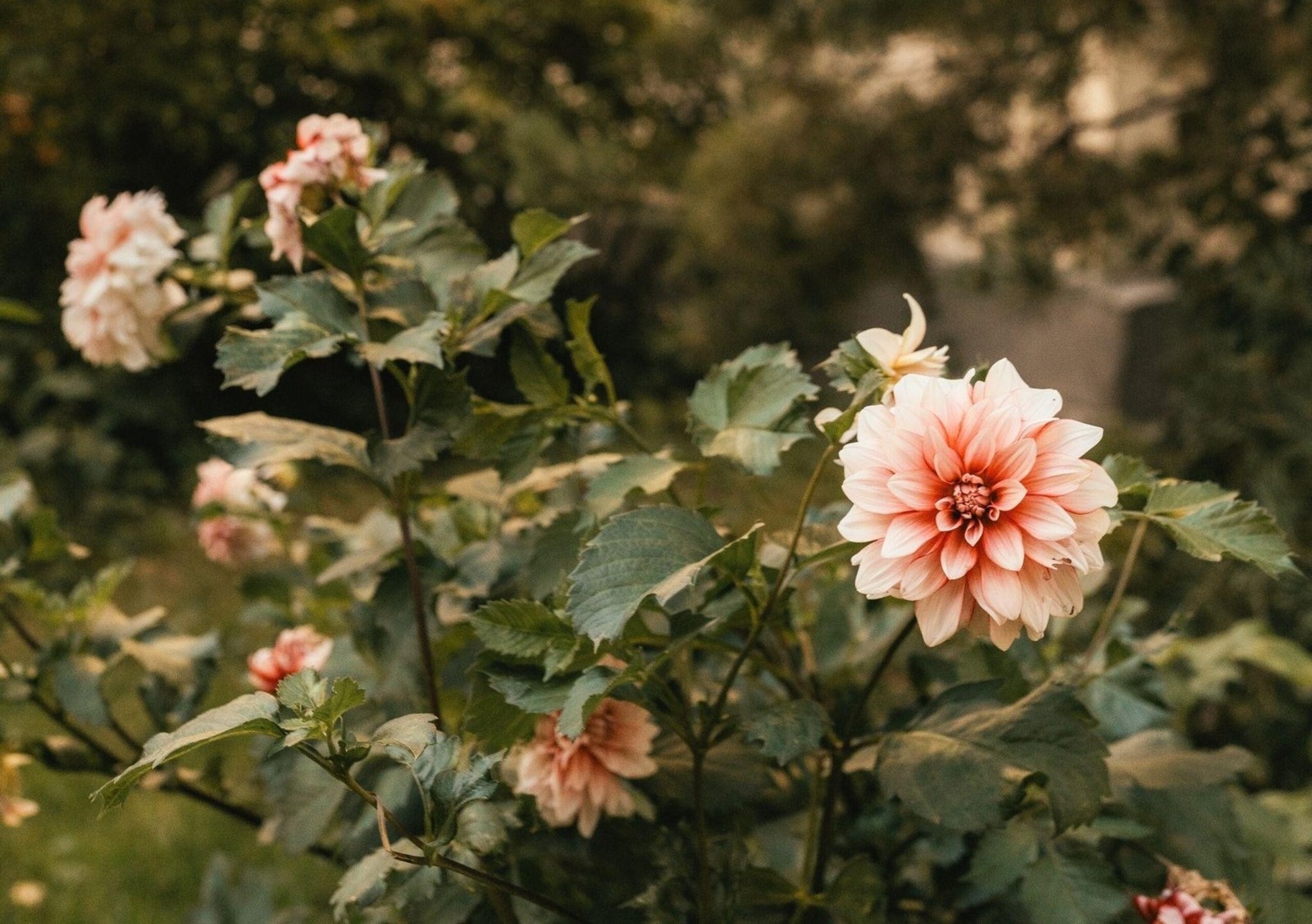 14-За цветами ухаживают местные жители.jpg