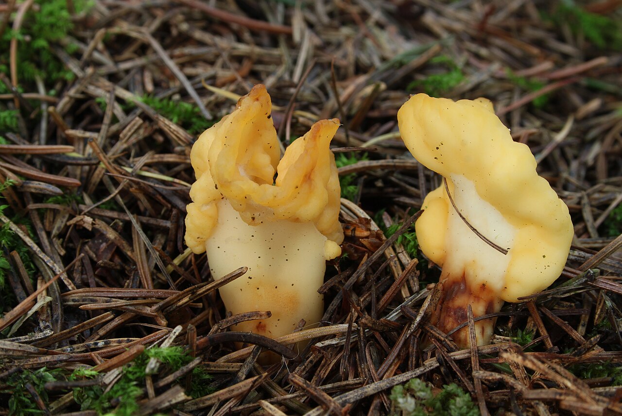 Dottergelber_Spateling_Spathularia_flavida.jpg
