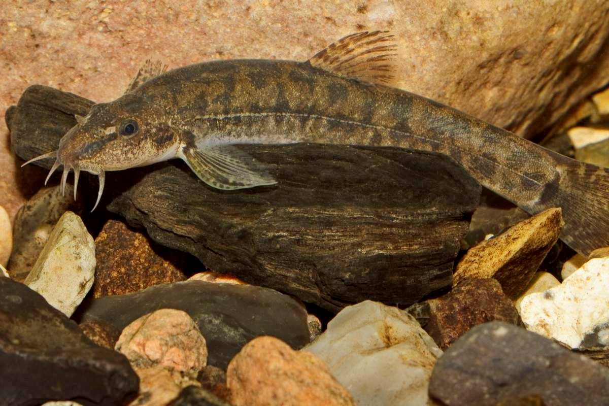 4-Усатый голец.jpg