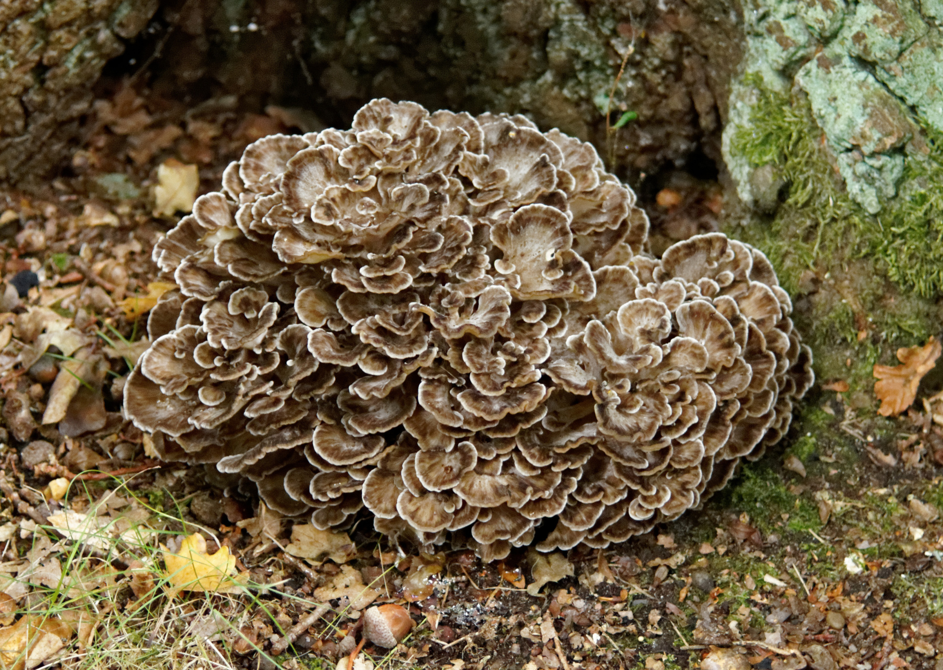 Grifola_frondosa_(29715305790).jpg