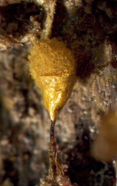 Новые микроорганизмы в пуще