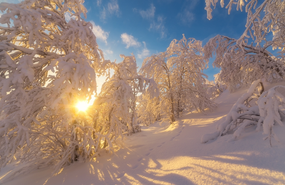 снежная зима