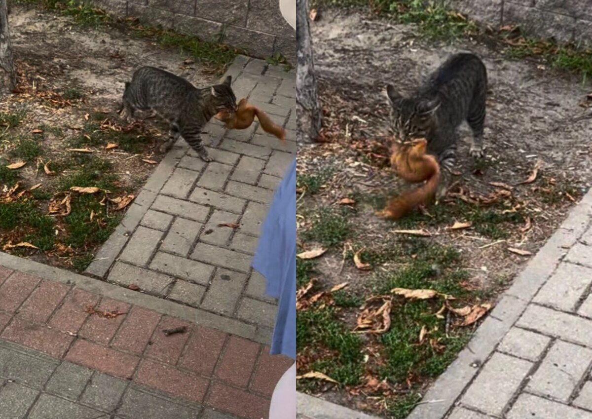 кот с белкой в зубах