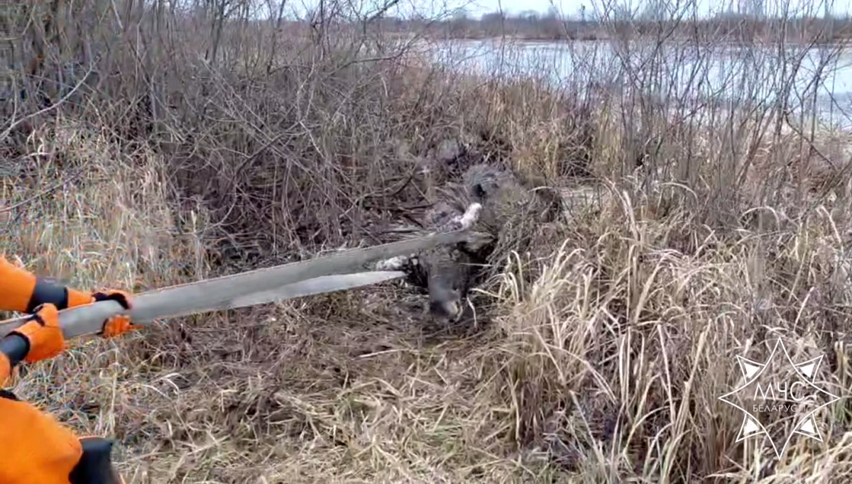 спасение лося1