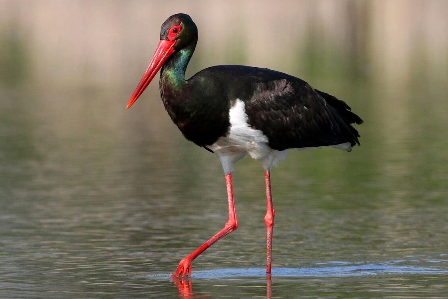 2-Черный аист.jpg