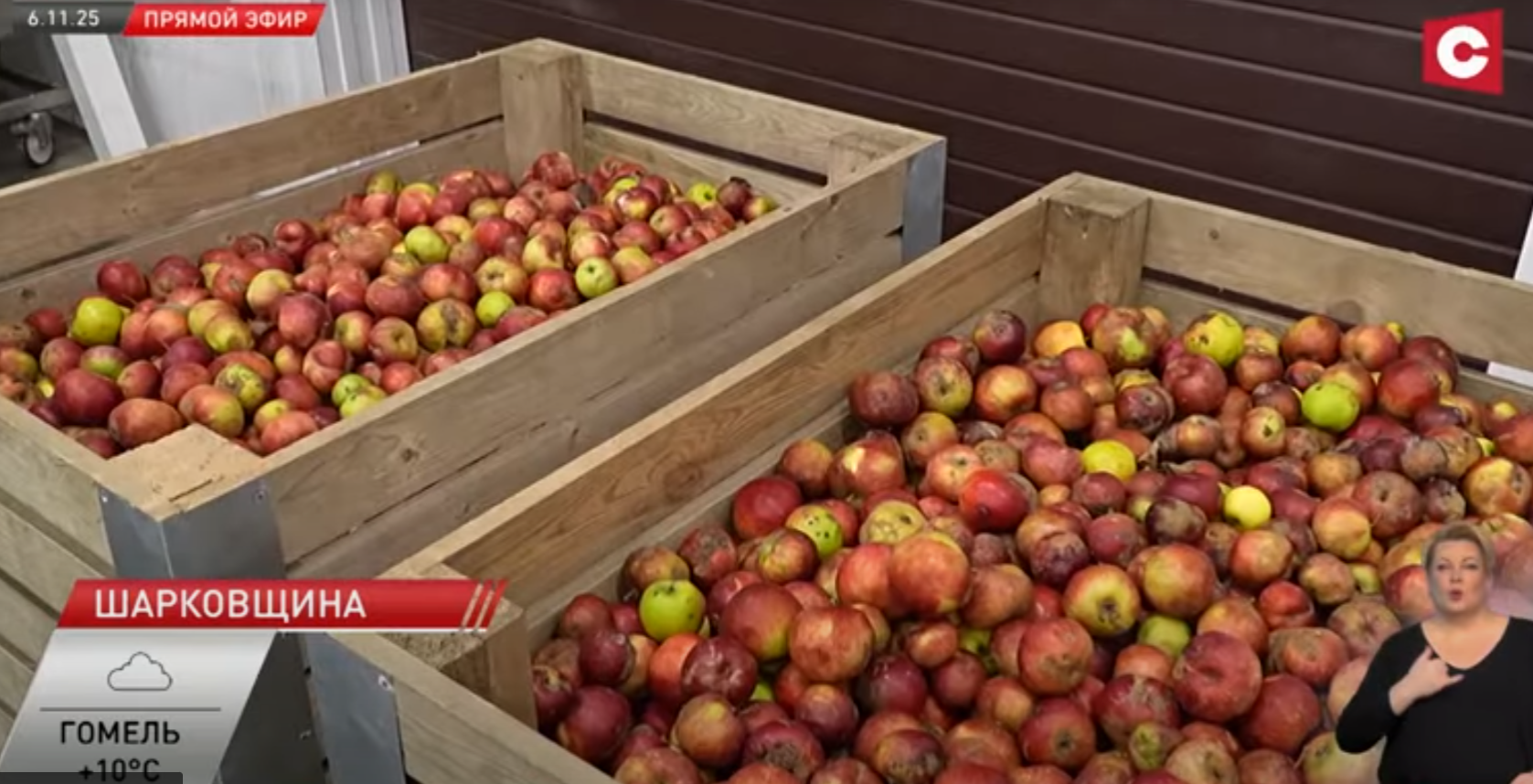 завод в Шарковщине. Скриншот из видео СТВ